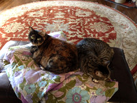 2014 - photo transfer from iPhone